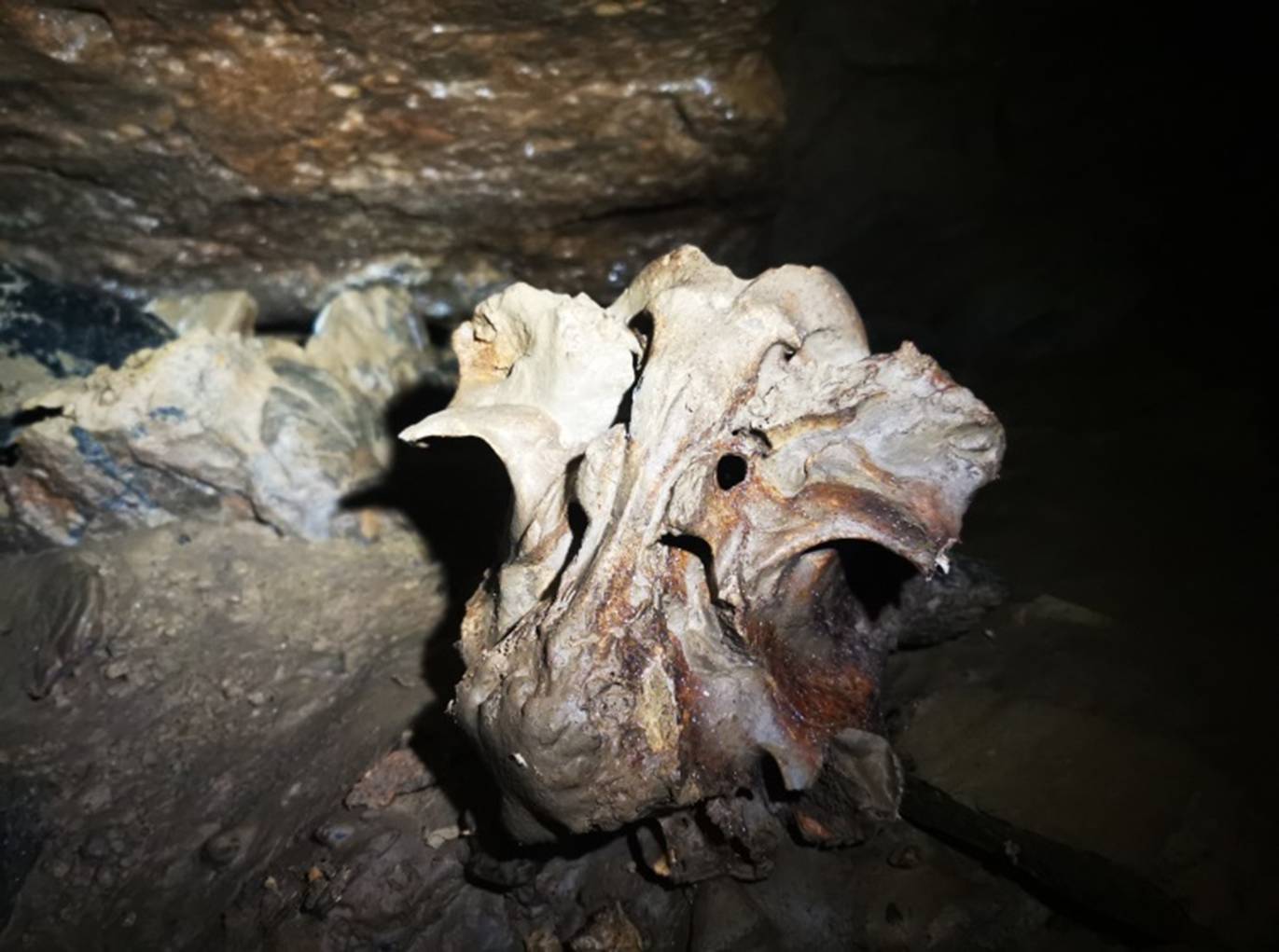 Rinderschädel - Fundstück in der Wadokohöhle