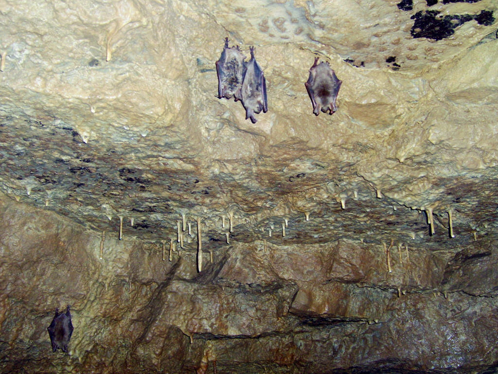 Haugenlochhöhle Fledermäuse